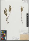 Foto von Salix repens subsp. rosmarinifolia (L.) Andersson